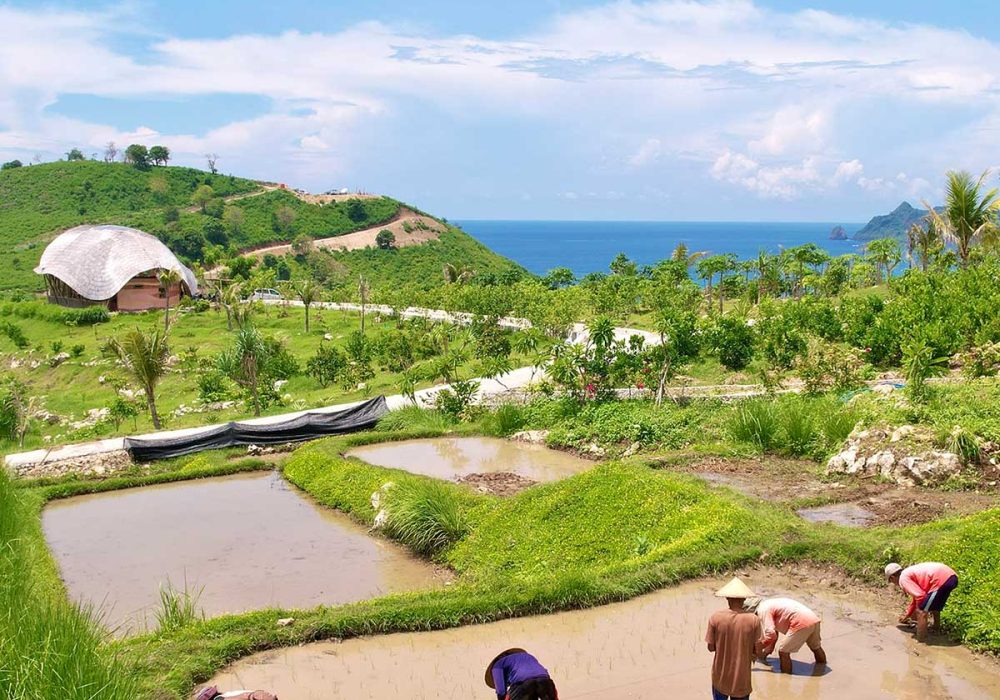 1-Rice-Paddies